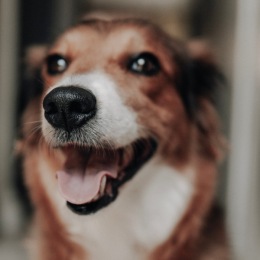 Your furry companion will want to sit and stay at our pet-friendly community, no extra treat necessary. πΎ
#CornerstoneYorkshire #LynbrookNY #VillageOfLynbrook #LongIslandApartments #LongIsland #LongIslandLiving #NewYork #NYC #LuxuryApartments #NYCApartments #PetFriendly #PetFriendlyApartments #PetsWelcome Instagram post from @thecornerstoneyorkshire on June 21, 2022 12:59:06pm